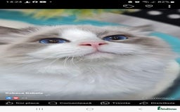 Ragdoll cats for sale: Blue Bicolor kittens 😸  - Image 21