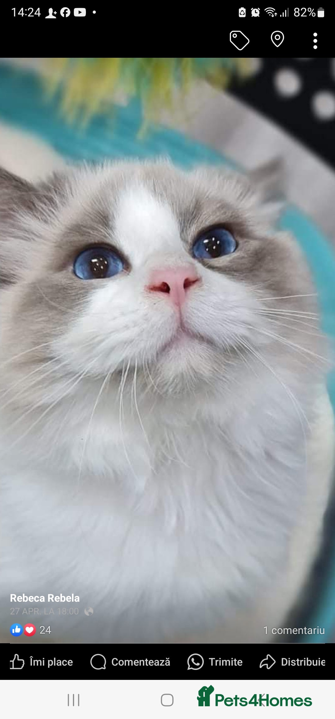 Ragdoll cats for sale: Blue Bicolor kittens 😸  - Image 21