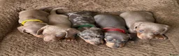 Miniature Dachshund dogs for sale: Adorable Miniature Dachshund Puppies in Scunthorpe - Advert 1