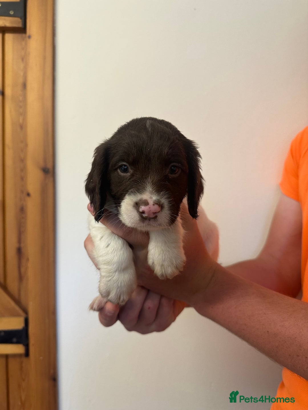 English Springer Spaniel dogs for sale: KC SPRINGER SPANIELS  - Image 2