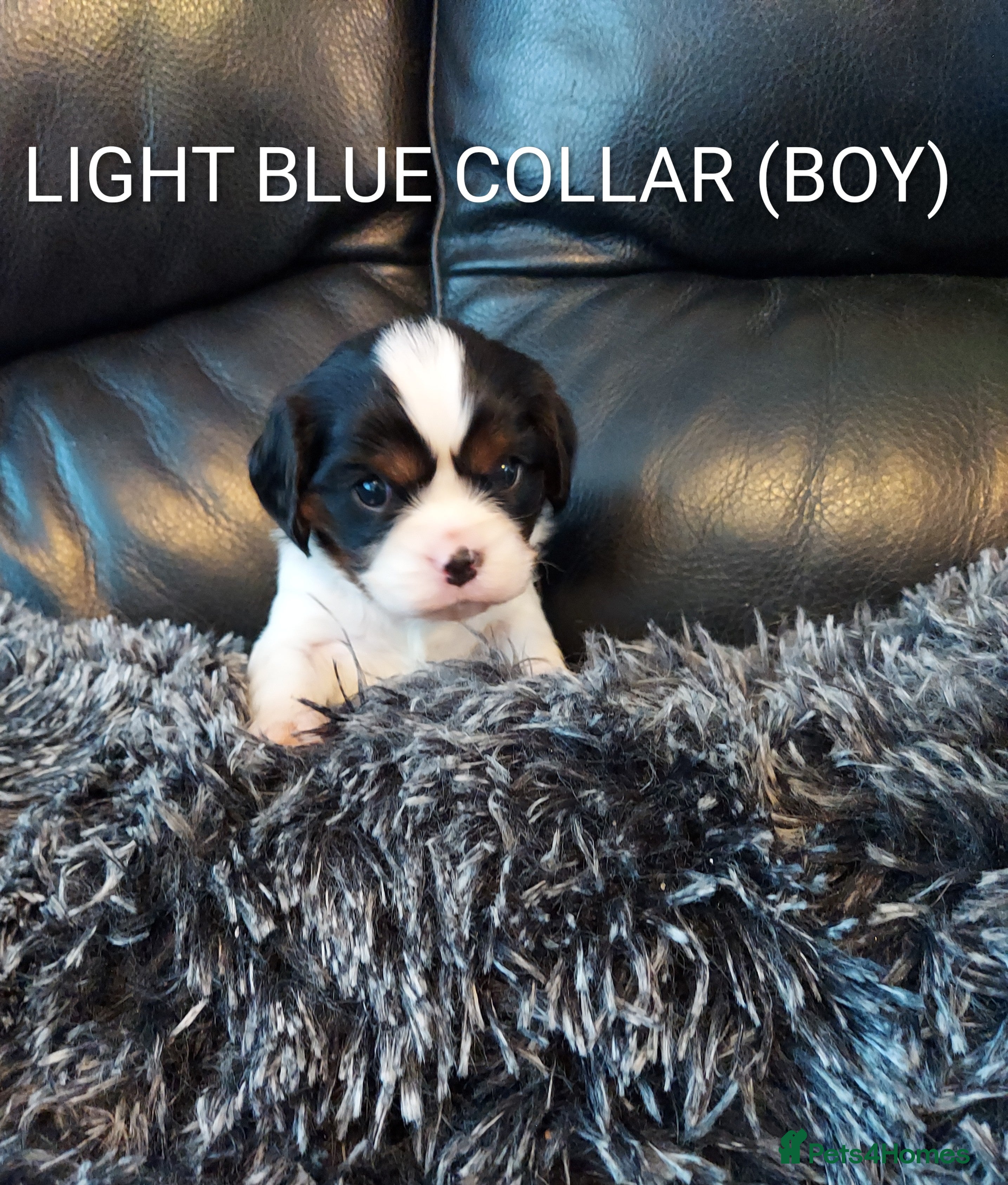 Cavalier King Charles Spaniel dogs GREAT QUALITY CKCS PUPPIES ( DWKC REGISTERED)/DNA - Advert 3