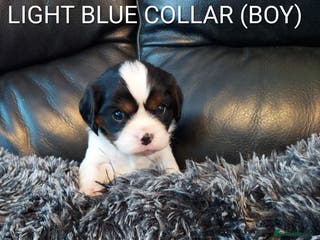 Cavalier King Charles Spaniel dogs GREAT QUALITY CKCS PUPPIES ( DWKC REGISTERED)/DNA - Advert 5