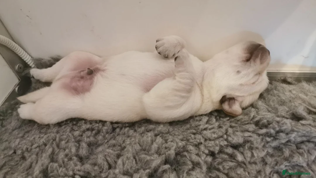 Labrador Retriever dogs for sale: Yellow labrador puppy in Chesterfield - Advert 1