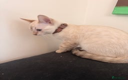 Bengal cats for sale: Blue Eyed Snow Lynx Kittens  - Image 10