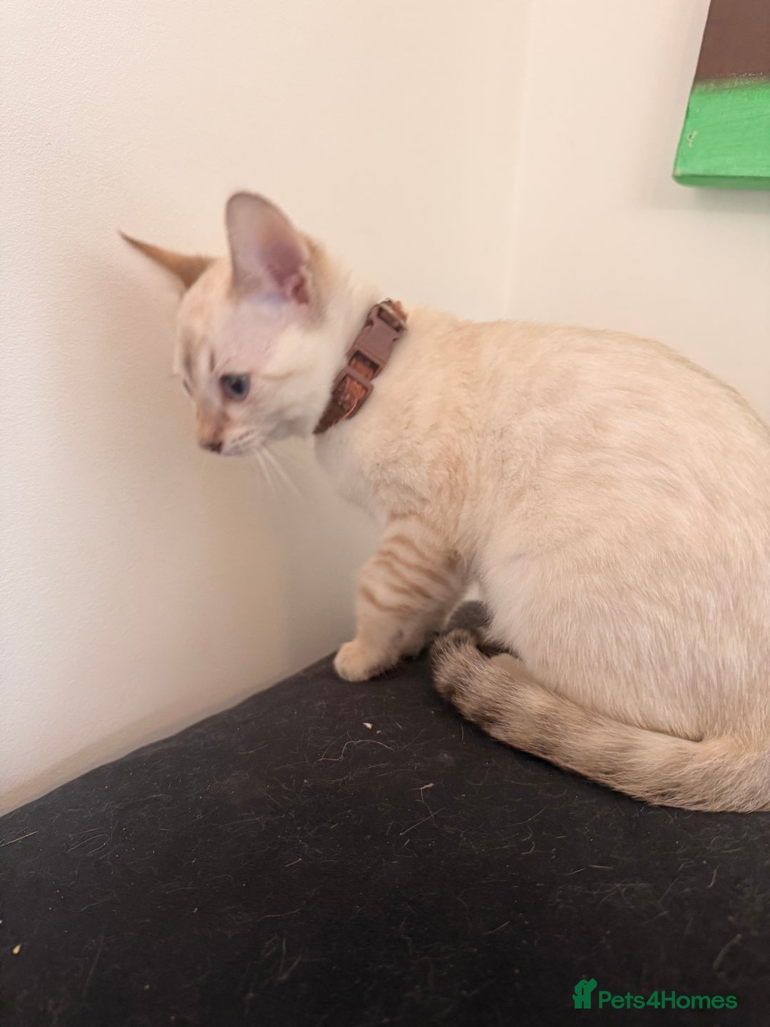 Bengal cats for sale: Blue Eyed Snow Lynx Kittens  - Image 10