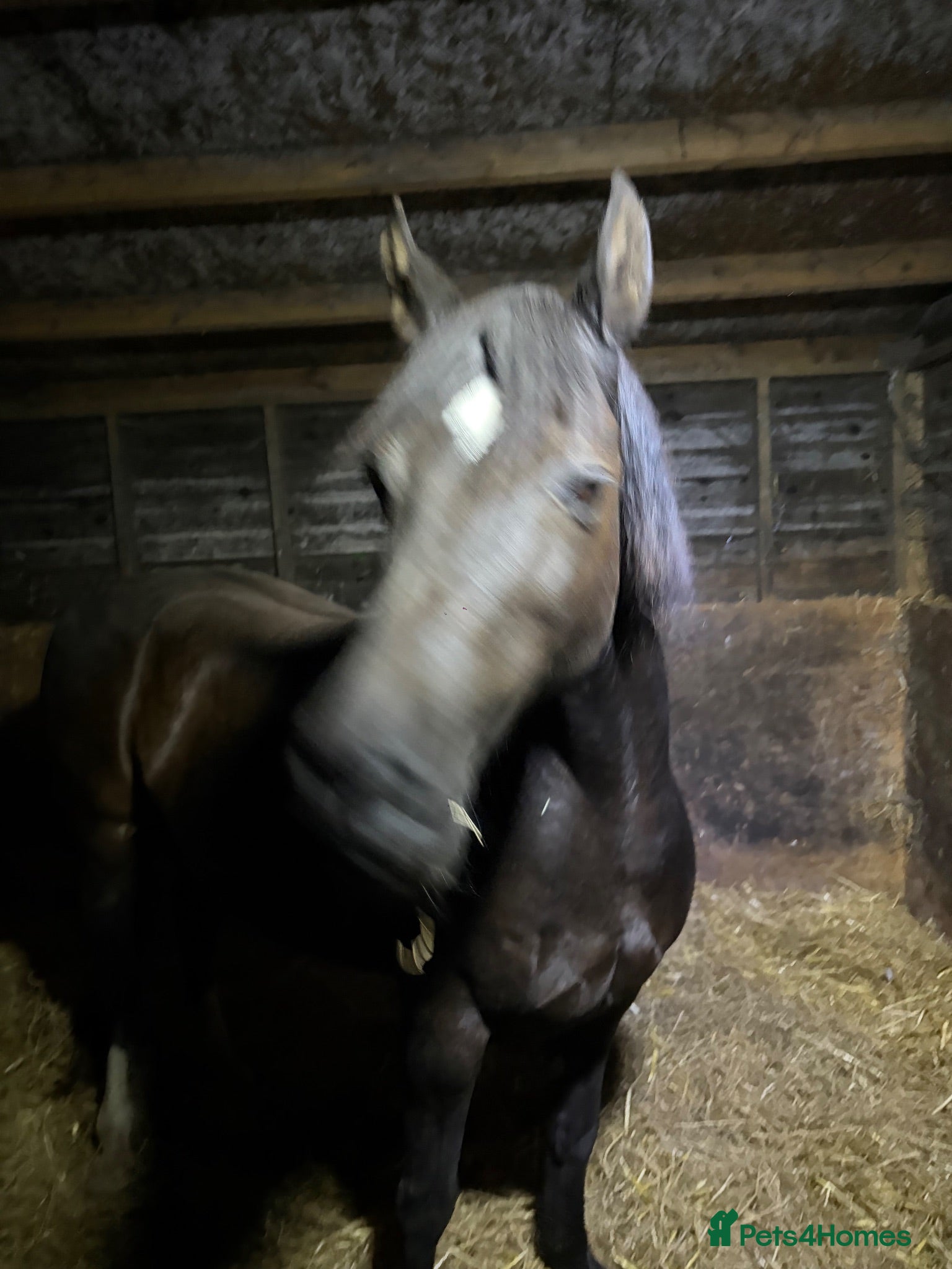 Welsh Section D horses Sec d gelding for sale  - Advert 1