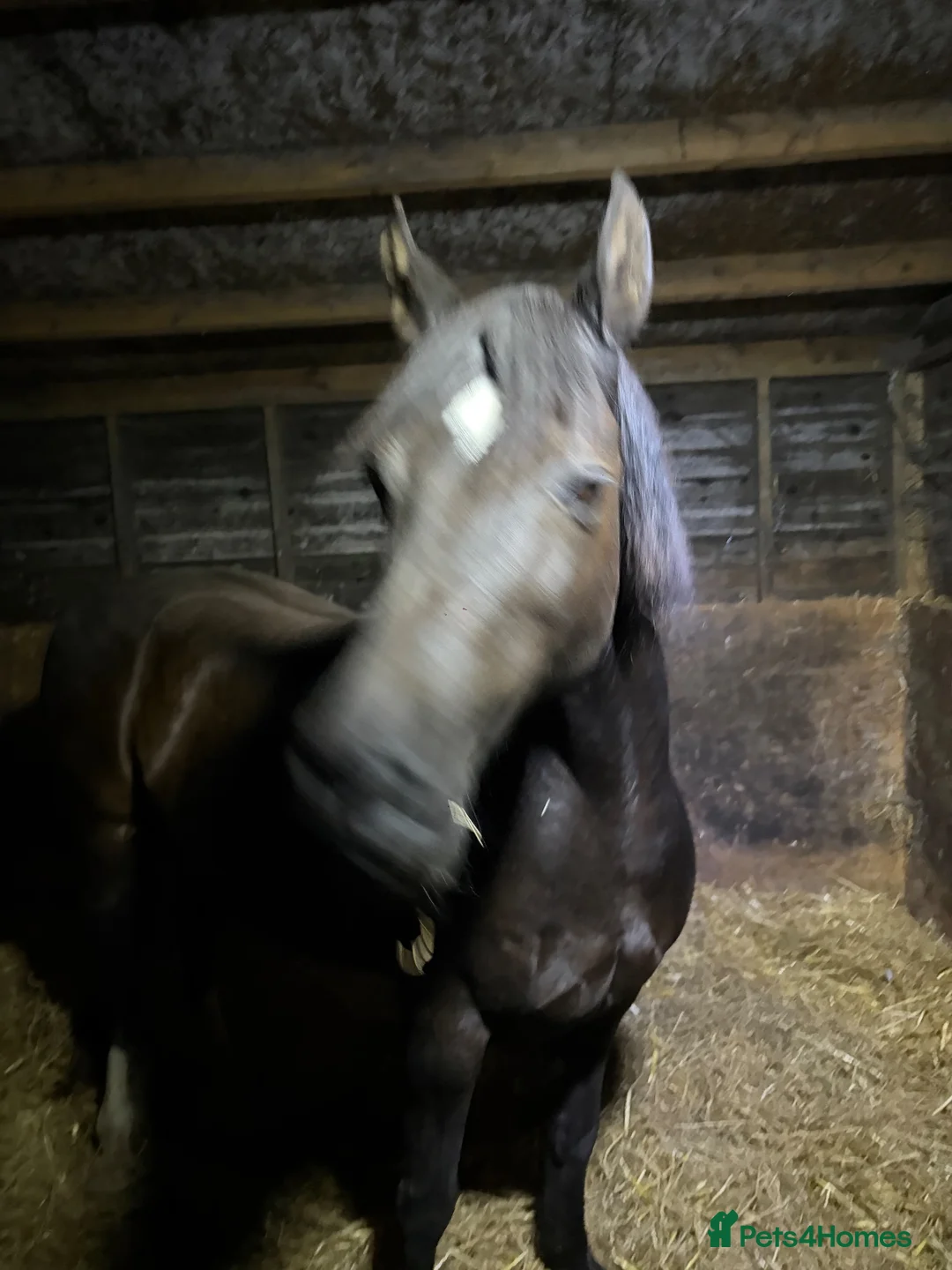 Welsh Section D horses for sale: Sec d gelding for sale  - Advert 1