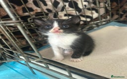 Mixed Breed cats for sale: 6 Stunning Kittens  - Image 3