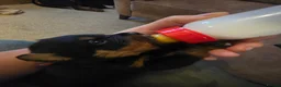 Rottweiler dogs for sale: Stunning Rottweilers - Advert 11