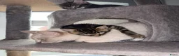Mixed Breed cats for sale: Beautiful girl tabbies - Advert 14