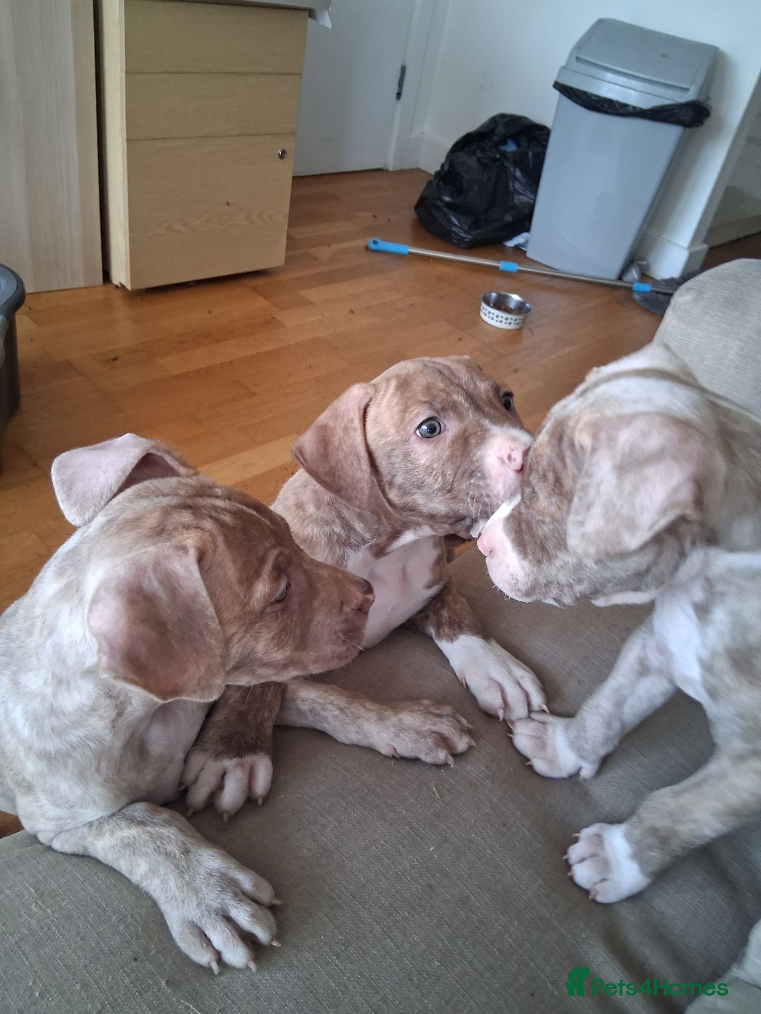 Mixed Breed dogs Cane Corso X American Staffordshire - Advert 1