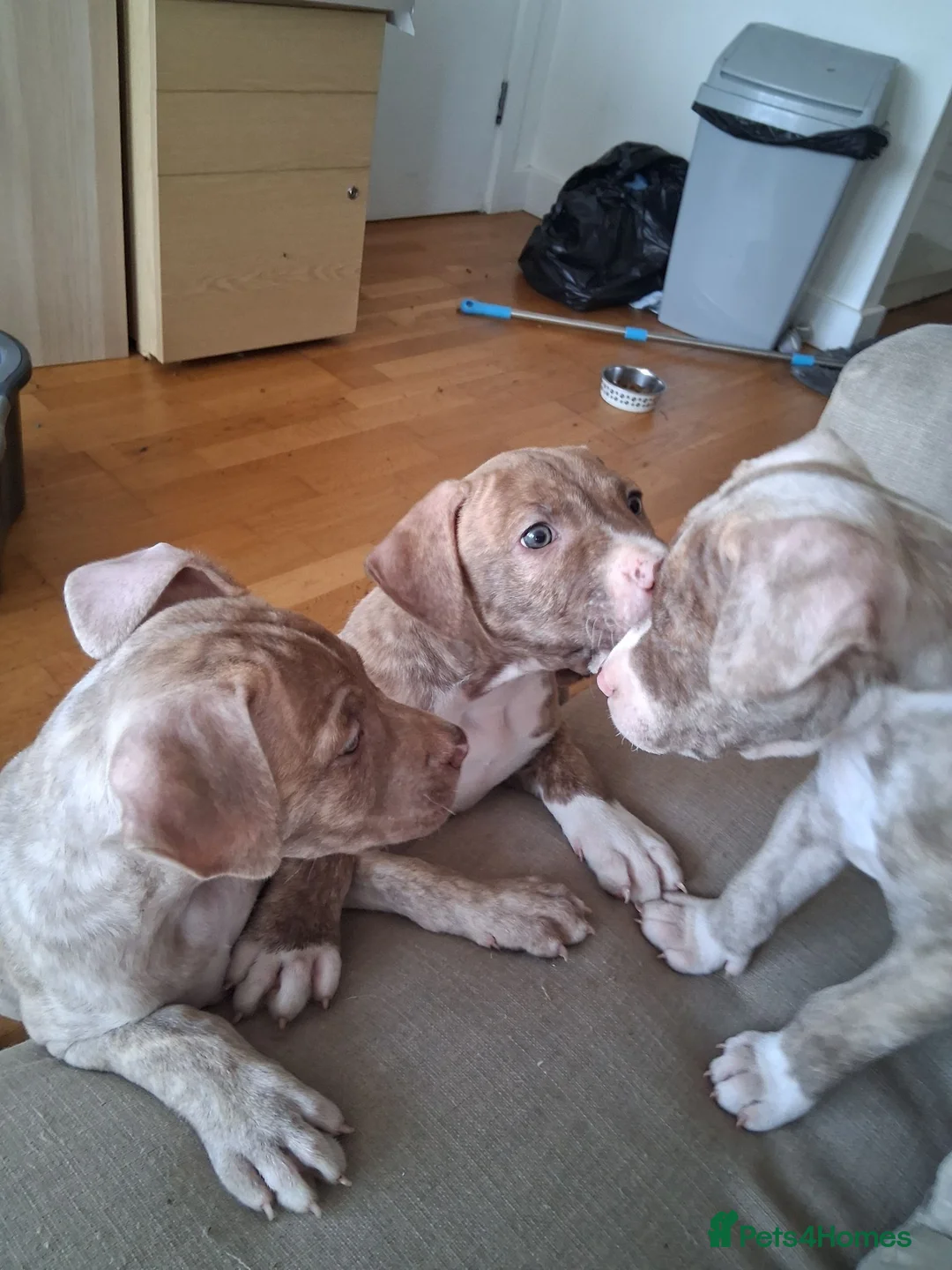 Mixed Breed dogs for sale: Cane Corso X American Staffordshire in London - Advert 1