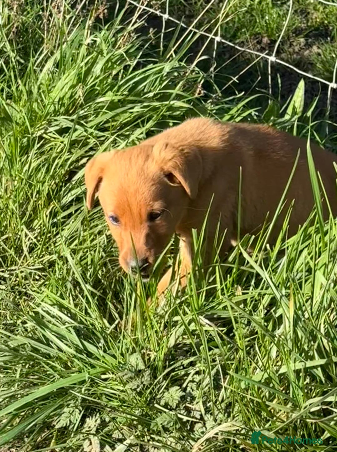 Labrador Retriever dogs for sale: 🧡Fabulous Chunky Boy🧡 - Image 4