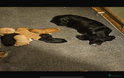 Cockapoo dogs for sale: Stunnning cockerpoos  - Image 16