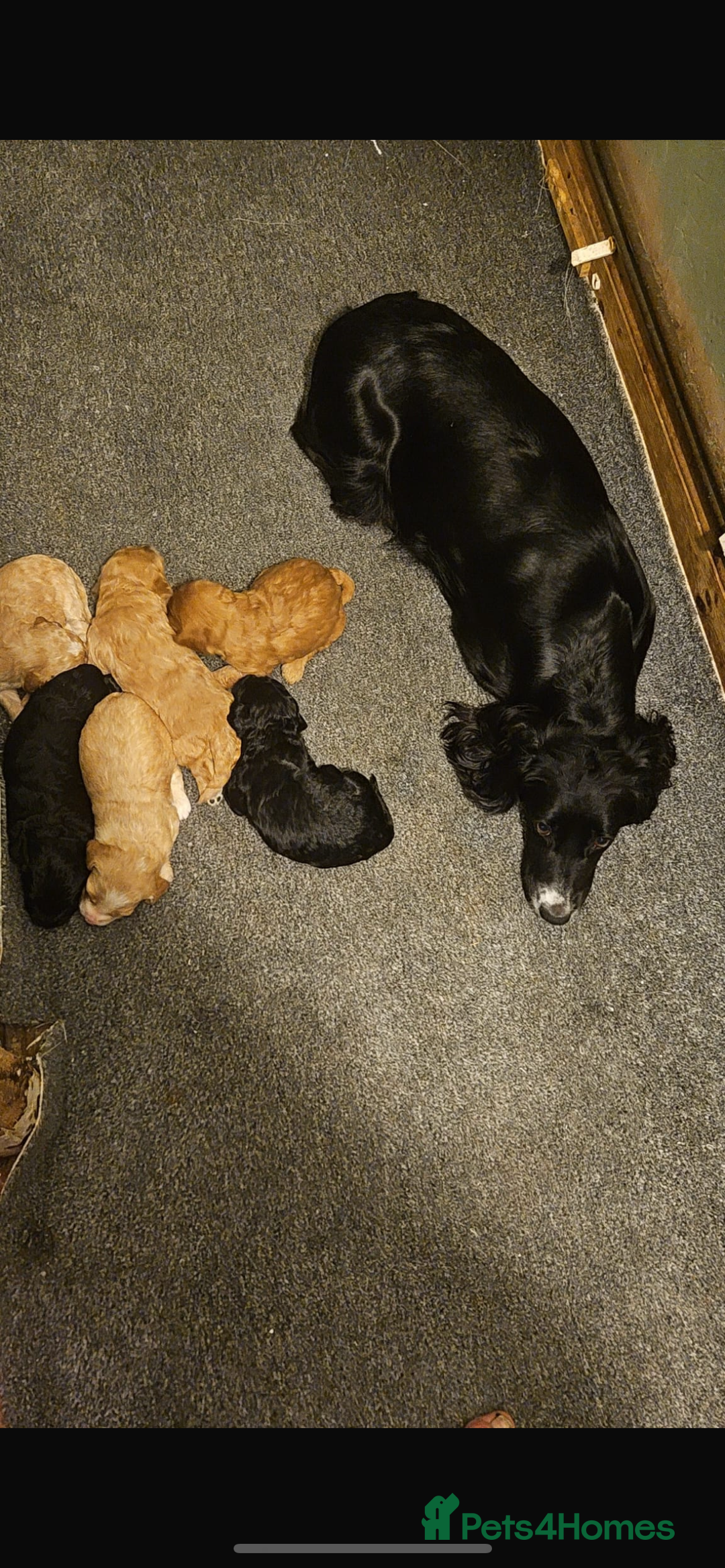 Cockapoo dogs for sale: Stunnning cockerpoos  - Image 16