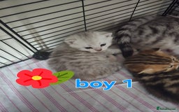 British Shorthair cats for sale: 🥰Beautiful kittens with rare colouring🥰 - Image 28