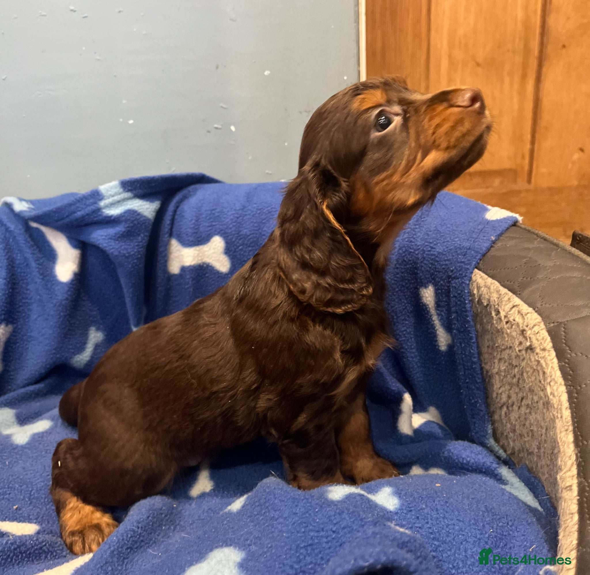 Cocker Spaniel dogs for sale: KC Cocker Spaniel puppies in Abertillery - Advert 2