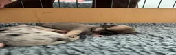 Chihuahua dogs for sale: Gorgeous Rare Chihuahua Puppies  - Advert 4