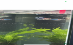 Bettas fish for sale: King betta very friendly  - Image 3