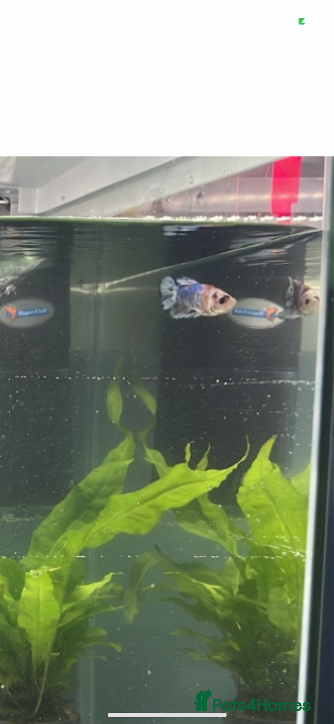 Bettas fish for sale: King betta very friendly  - Image 3