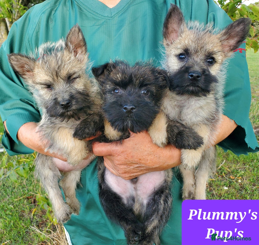 Cairn Terrier dogs for sale: Beautiful litter of Pedigree Cairn Terrier’s  - Image 2