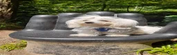 Maltese dogs for sale: MALTESE girl - Advert 2