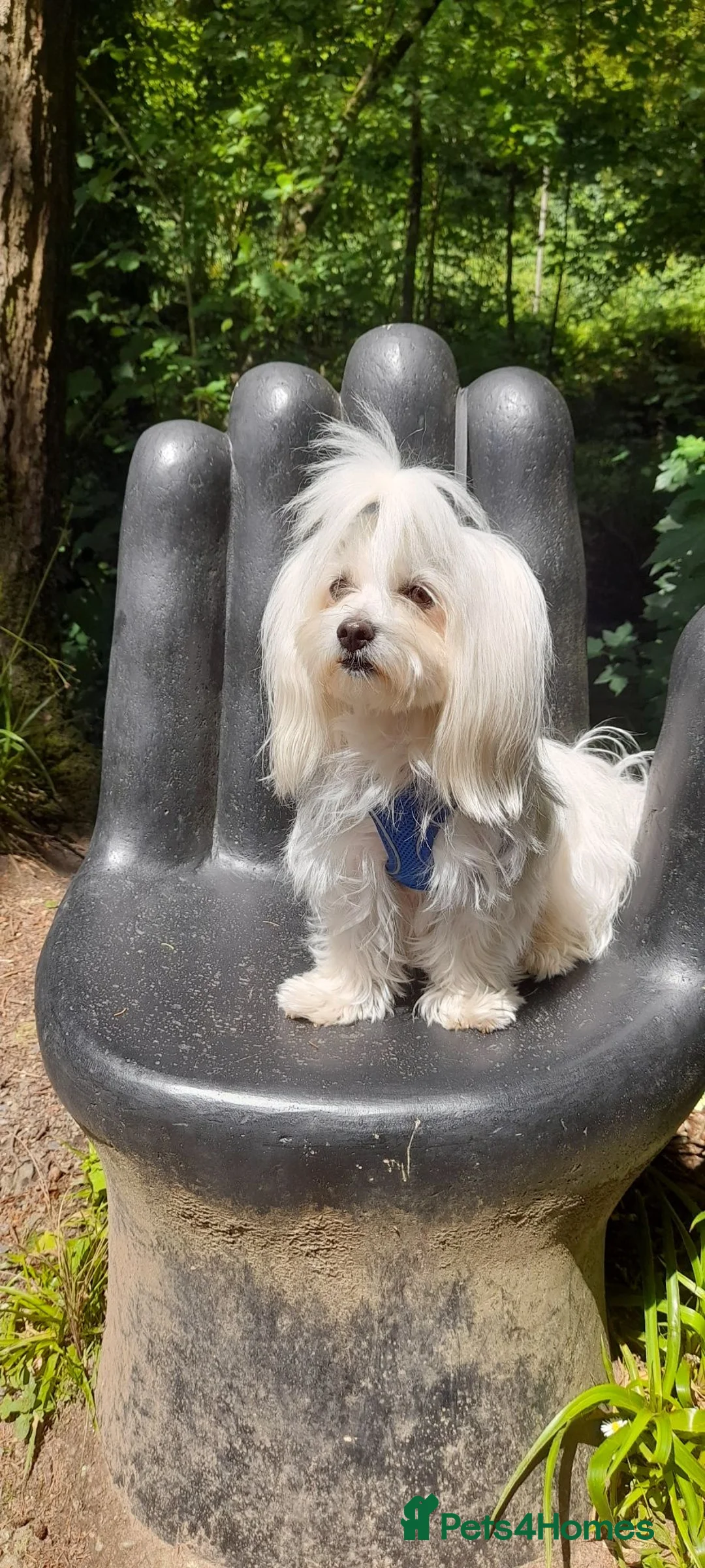 Maltese dogs for sale: MALTESE girl - Advert 2