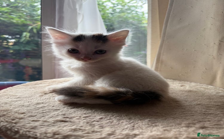Mixed Breed cats - Advert 7