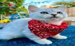 British Shorthair cats for sale: READY NOW ‼️🏆CHAMPIONS Bloodline BSH GCCF. - Image 10