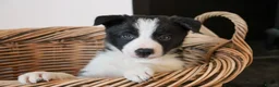 Border Collie dogs for sale: Isds Reg Working BC puppies - Advert 4