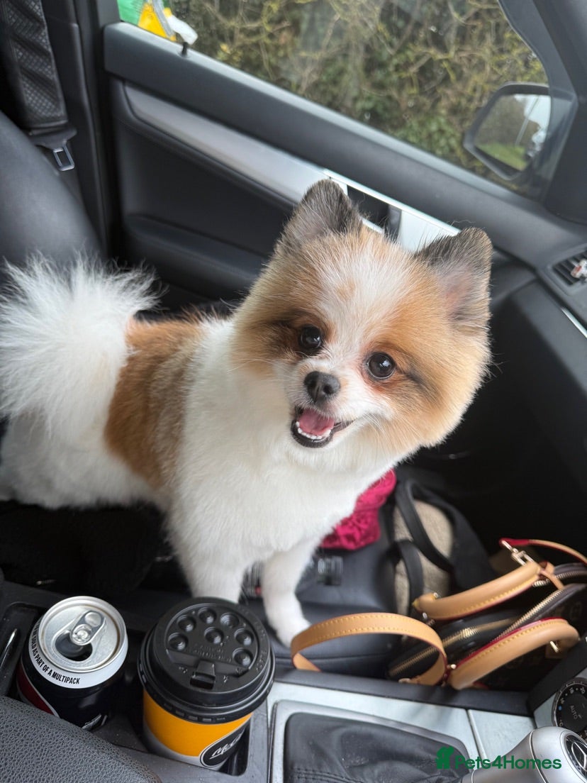 Pomeranian dogs Male Pomeranian  - Advert 17