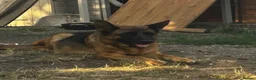 German Shepherd dogs for sale: Working line Shepherd pups - Advert 31