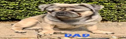 Pug dogs for sale: Adorable one of a kind. loving KCreg PUG puppies  - Advert 30