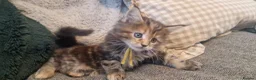 Maine Coon cats for sale: **PURE Maine Coon Kittens** 1 Boy / 3 Girls - Advert 15