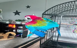 Macaws birds for sale: Beautiful Blue and gold Macaw, Green Wing Macaws - Image 8