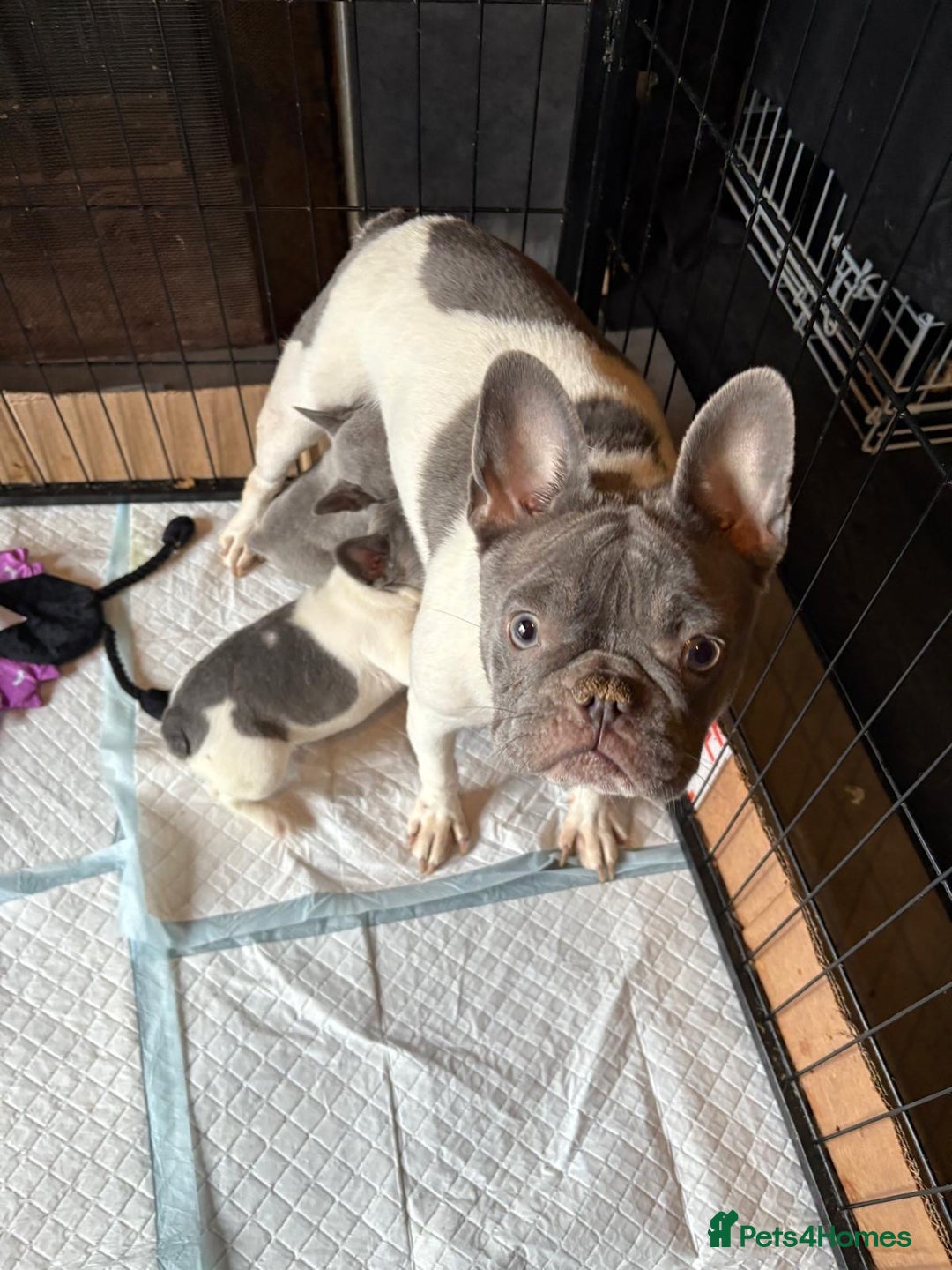 French Bulldog dogs for sale: French bulldog puppies for sale - Image 8