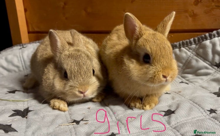 Mini Lop rabbits - Advert 9
