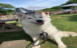 Siberian Husky dogs for sale: Darlo - Image 4