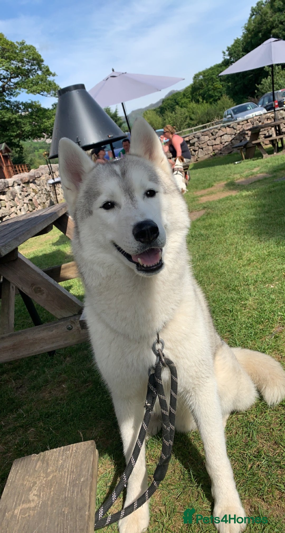 Siberian Husky dogs for sale: Darlo - Image 4