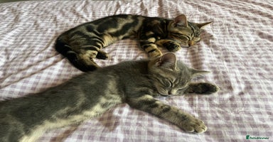Bengal cats - Advert 12