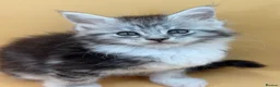 Maine Coon cats for sale: Maine Coons with Tests, Papers, Vet Checks & Vacc. - Advert 26