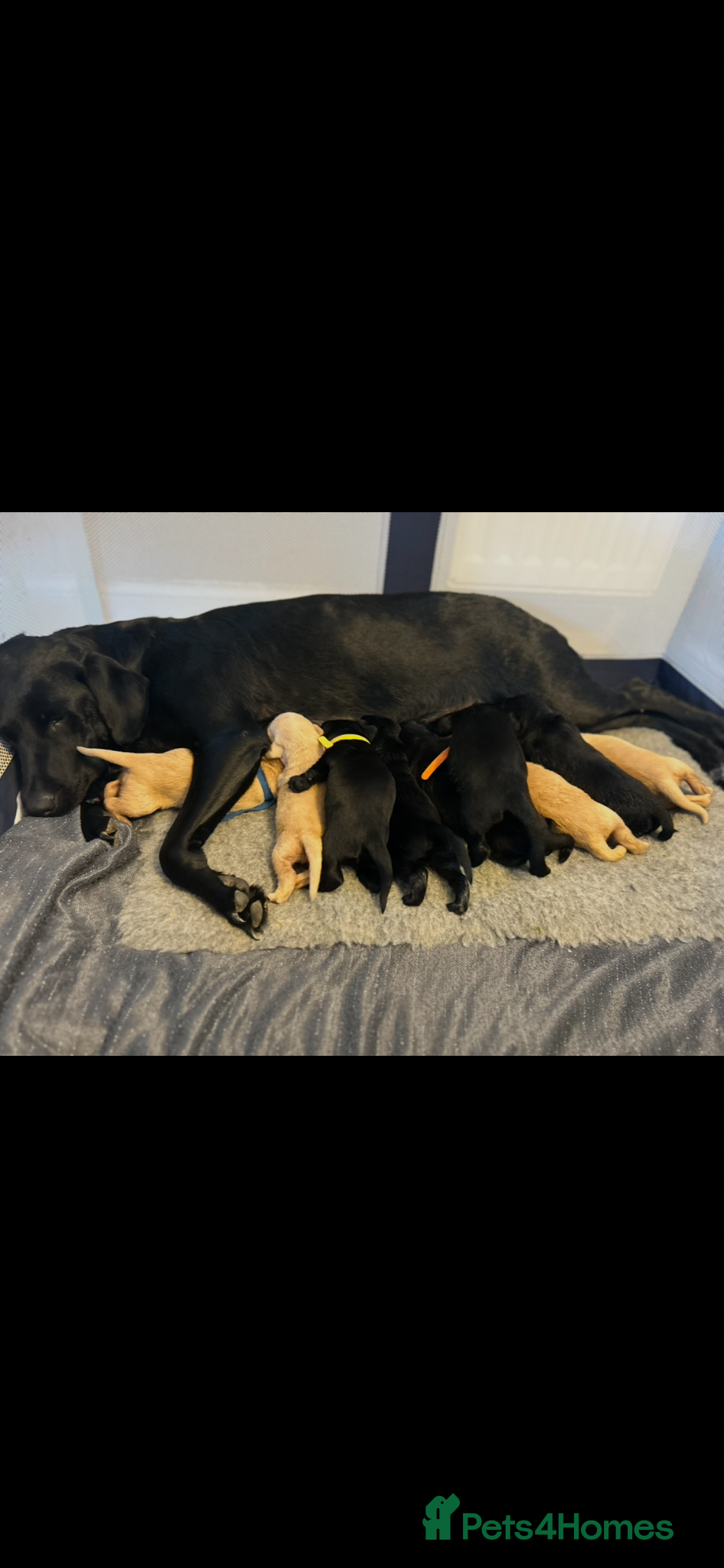 Labrador Retriever dogs Beautiful litter of Labrador puppies  - Advert 1