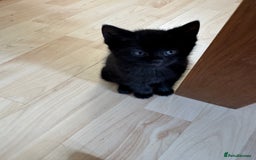 Mixed Breed cats for sale: 3 beautiful little kittens ready for Christmas  - Advert 1