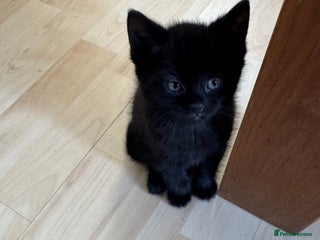 Mixed Breed cats 3 beautiful little kittens ready for Christmas - Advert 1