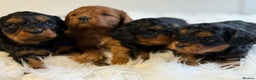 Cavapoo dogs for sale: Stunning F1 Cavapoo’s  - Advert 6