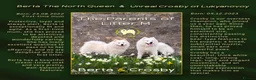 Samoyed dogs for sale: KC Registered Samoyed Puppies from a champion sire in Turriff - Advert 2