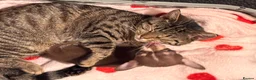 Mixed Breed cats for sale: Sofia - Advert 4