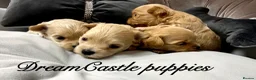 Maltipoo dogs for sale: Tiny maltipoo puppies Asian poodle dad  - Advert 11