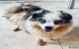 Pomeranian dogs for sale: Female - Image 3
