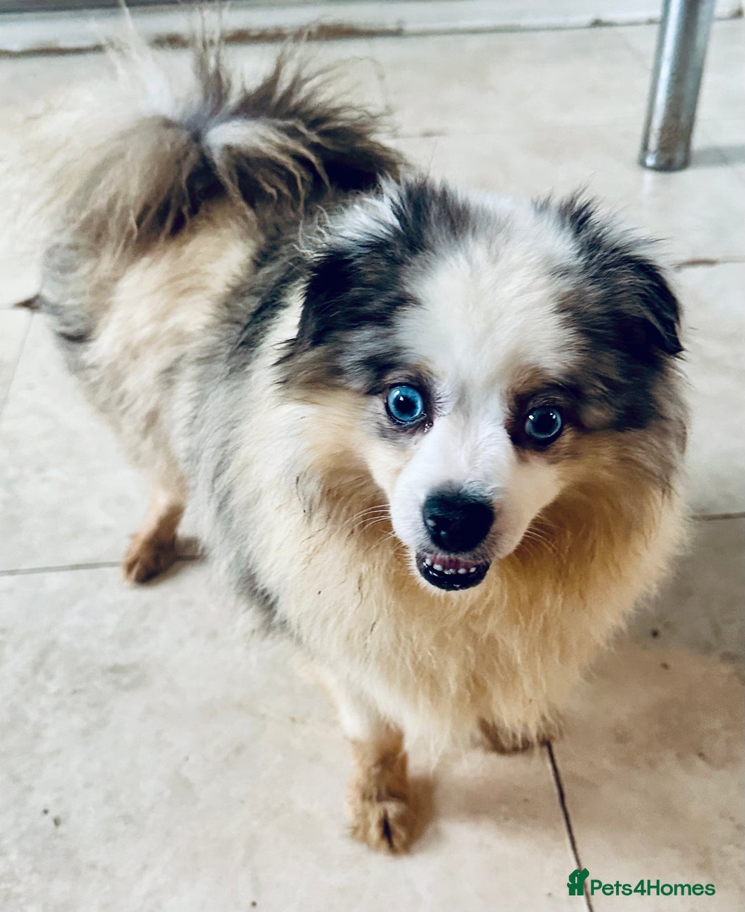 Pomeranian dogs for sale: Female - Image 3